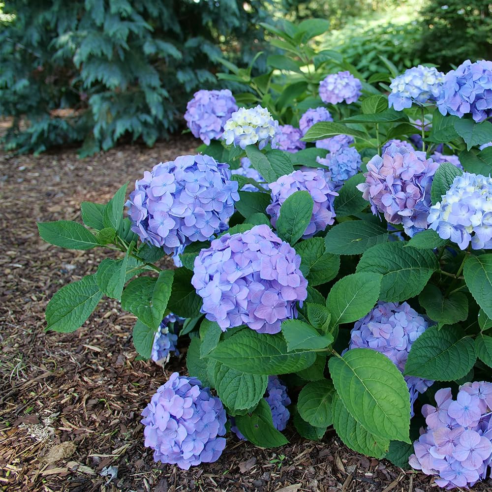Proven Winners Let’s Dance Sky View container plant for patios and balconies.