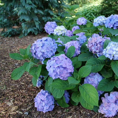 Proven Winners Let’s Dance Sky View container plant for patios and balconies.