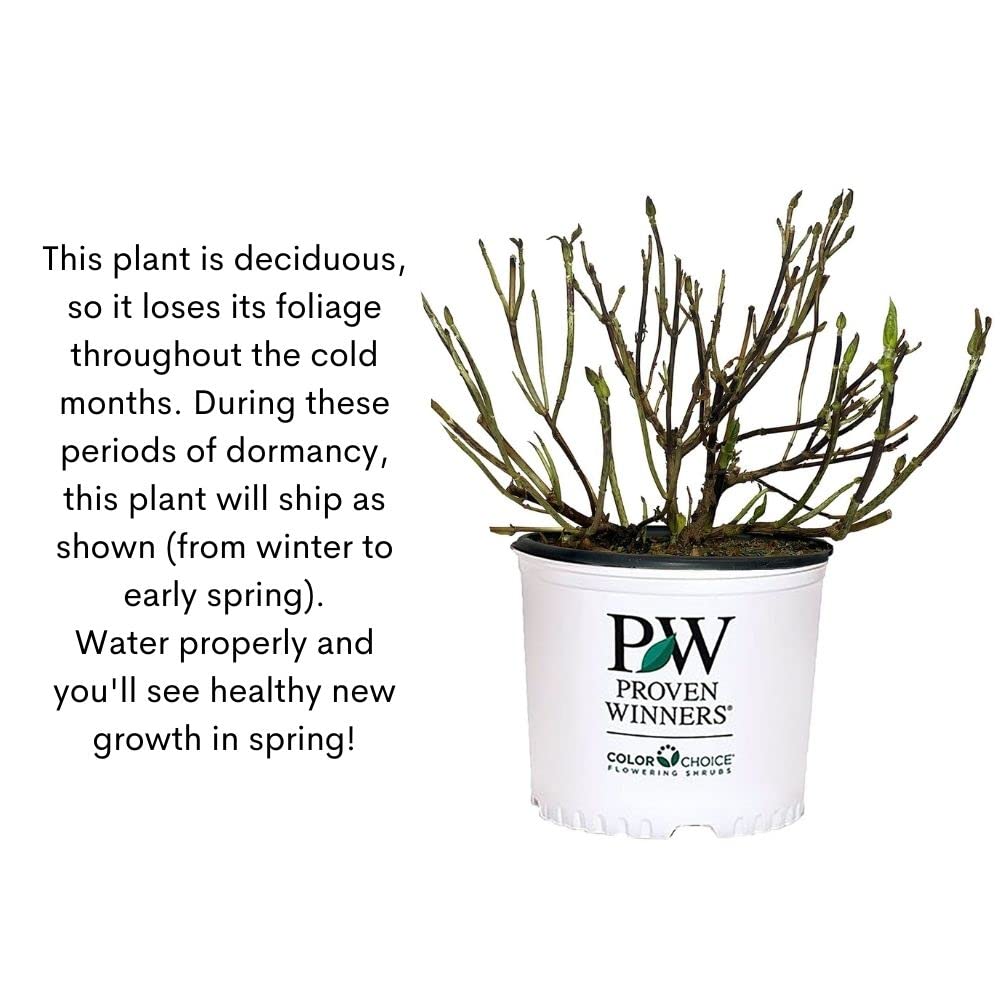 Proven Winners Let’s Dance Sky View ships dormant in winter for strong spring growth.