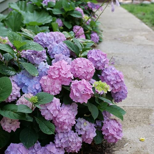 Proven Winners Let’s Dance Sky View bloom shows honeydew-green eye detail.
