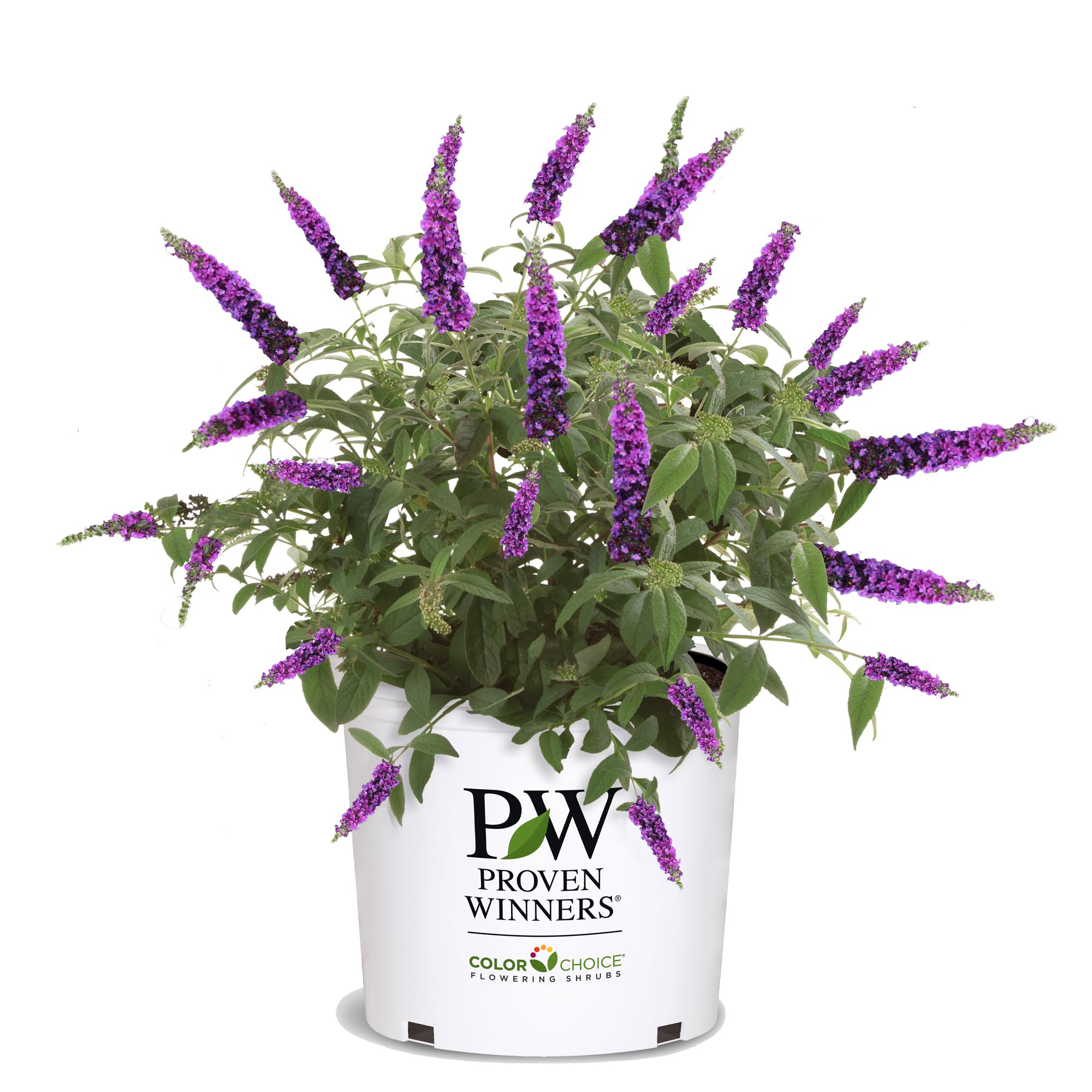 Proven Winners Miss Violet Buddleia bloom close-up, vibrant color attracts butterflies.