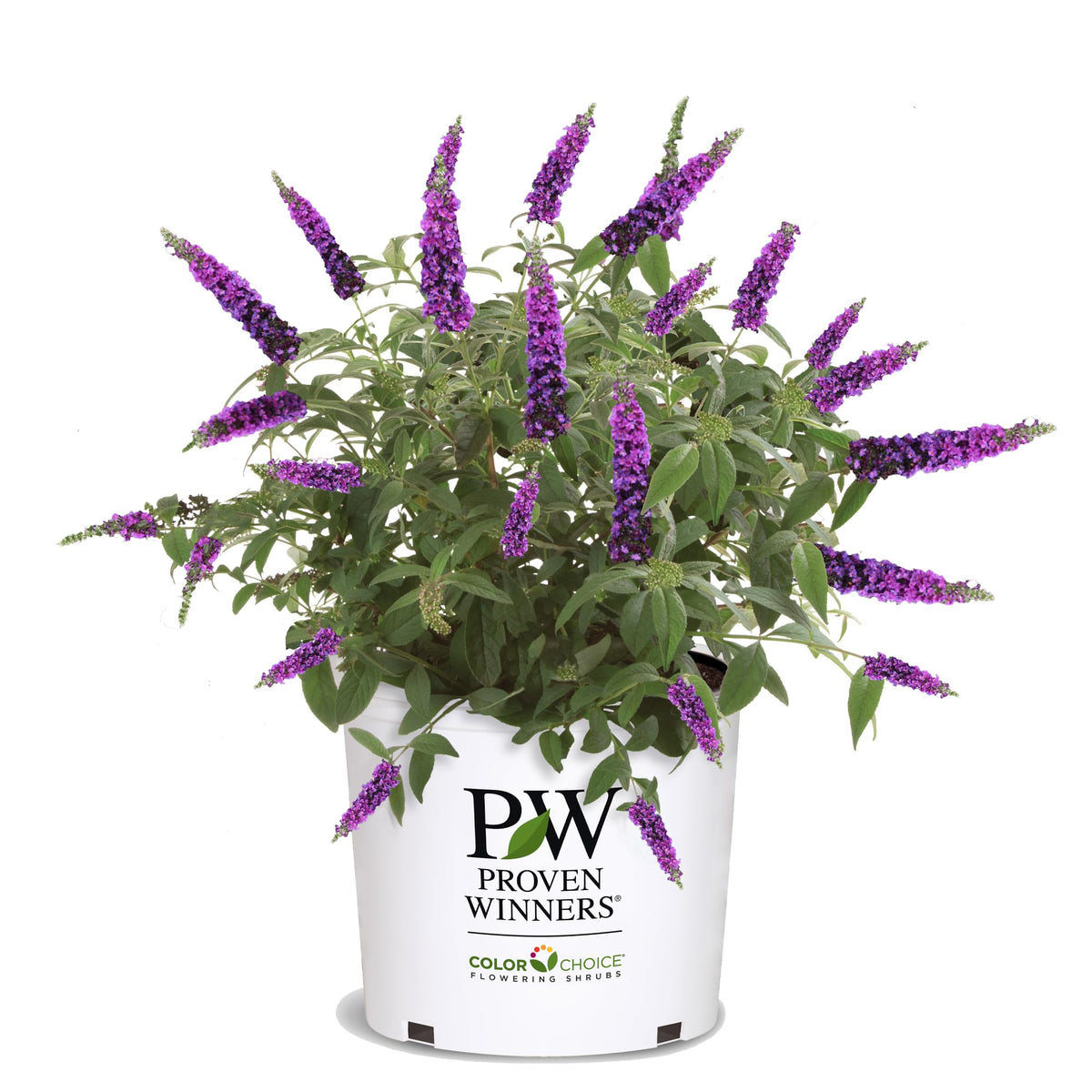 Proven Winners Miss Violet Buddleia bloom close-up, vibrant color attracts butterflies.