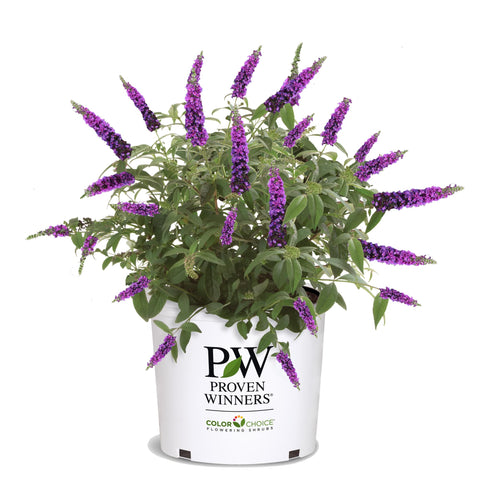 Proven Winners Miss Violet Buddleia bloom close-up, vibrant color attracts butterflies.