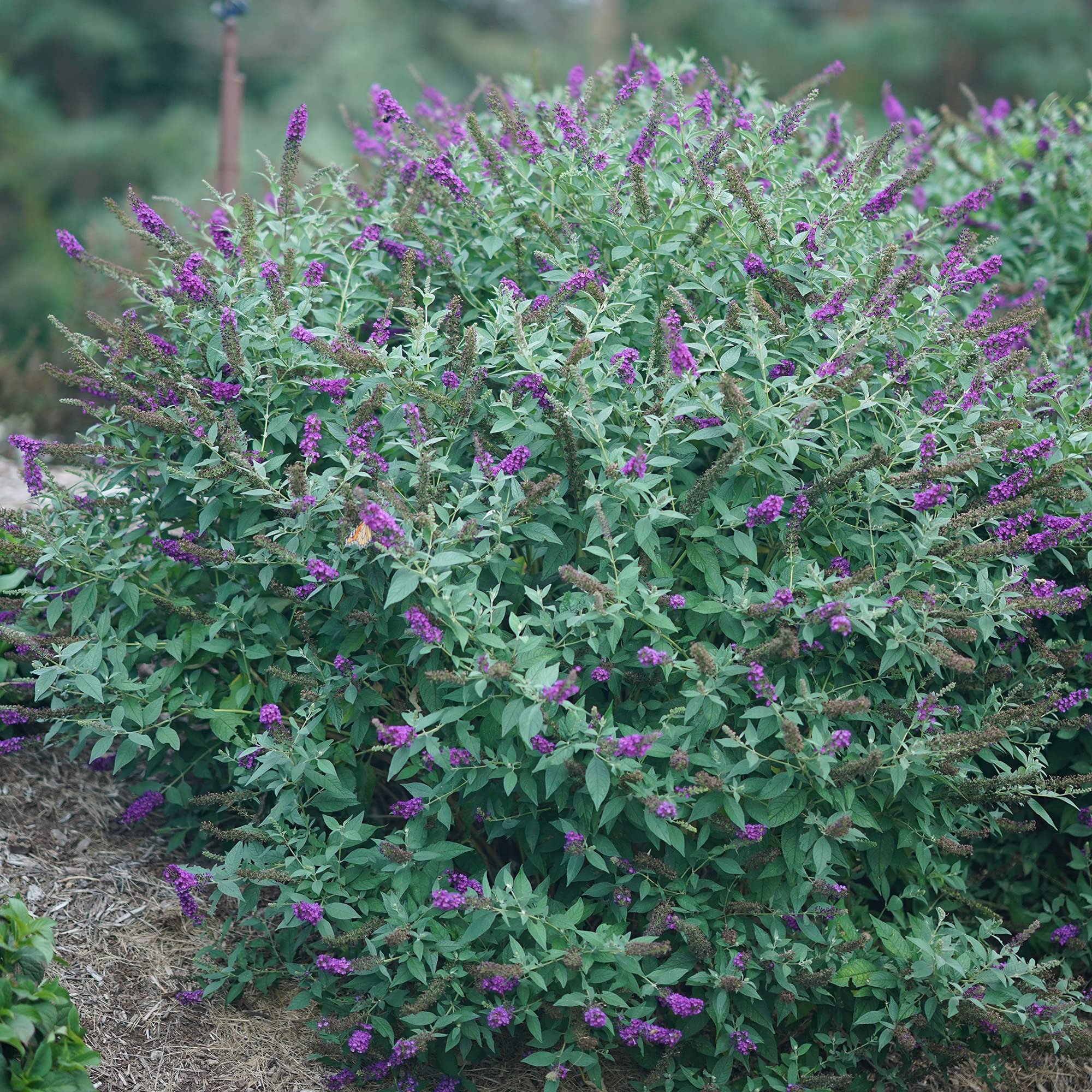 Miss Violet Buddleia container display highlighting versatile patio planting.