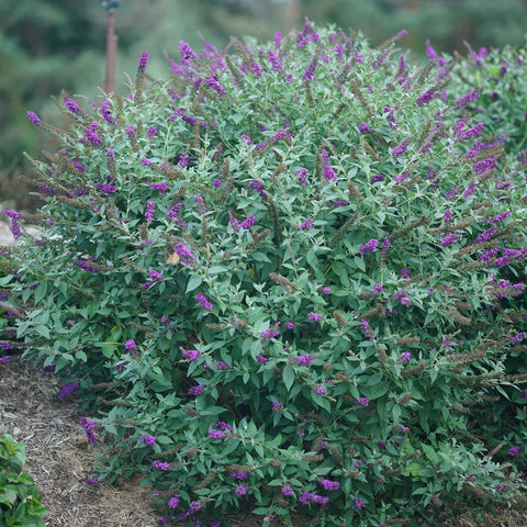 Miss Violet Buddleia container display highlighting versatile patio planting.