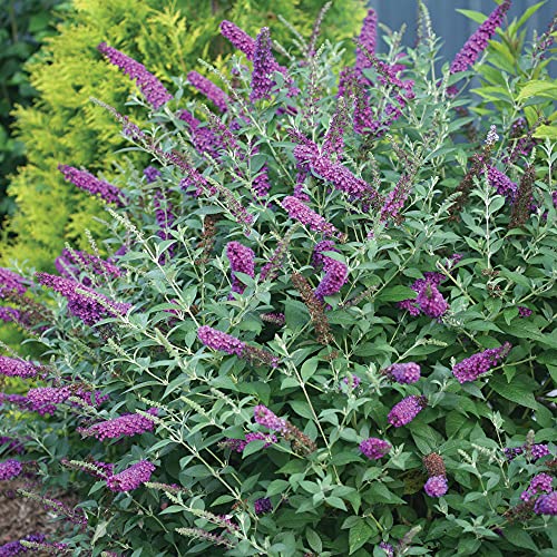 Miss Violet Buddleia with dense foliage for year-round garden structure.