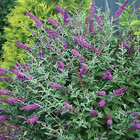 Miss Violet Buddleia with dense foliage for year-round garden structure.