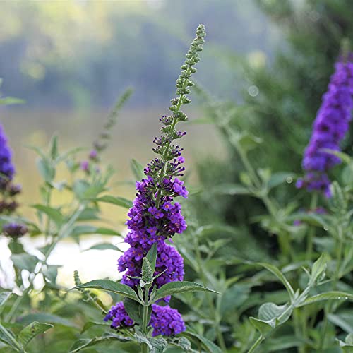 Miss Violet Buddleia shrub full plant showing dramatic landscape presence.