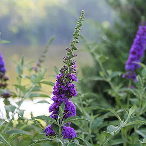 Miss Violet Buddleia shrub full plant showing dramatic landscape presence.