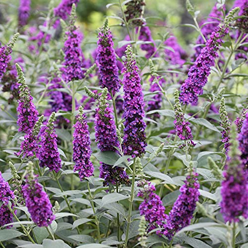 Vibrant violet Miss Violet Buddleia blooms across the shrub.