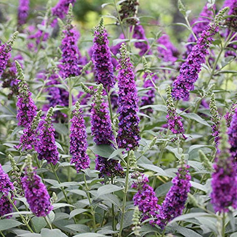 Vibrant violet Miss Violet Buddleia blooms across the shrub.