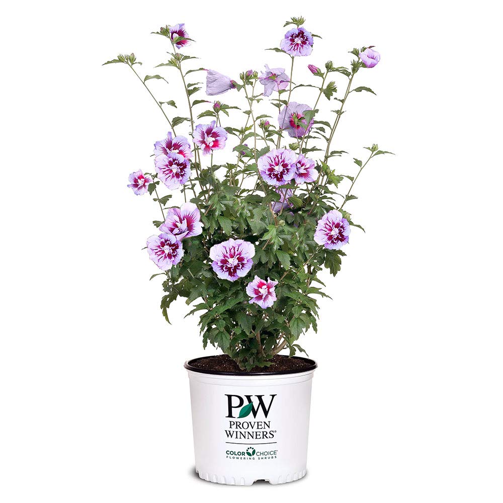 Proven Winners Purple Pillar Rose of Sharon bloom adds a vibrant focal point along borders