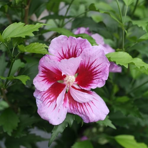 Proven Winners Purple Pillar Rose of Sharon columnar shrub showcases a slender profile