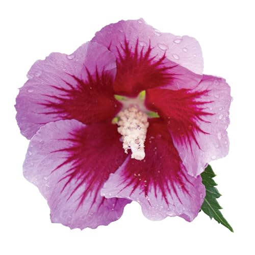 Proven Winners Purple Pillar Rose of Sharon container plant for space-saving patios