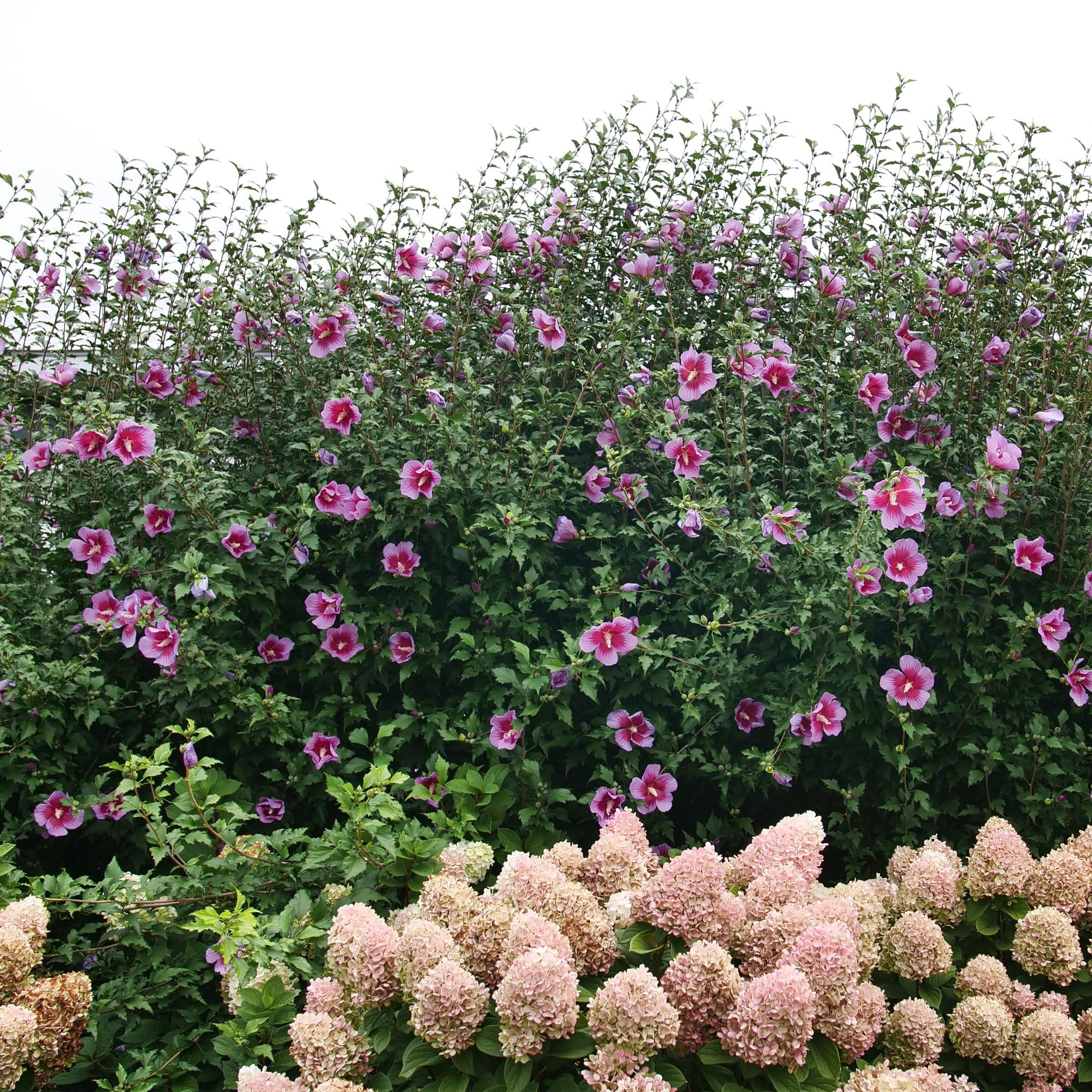 Proven Winners Purple Pillar Rose of Sharon ships dormant in winter