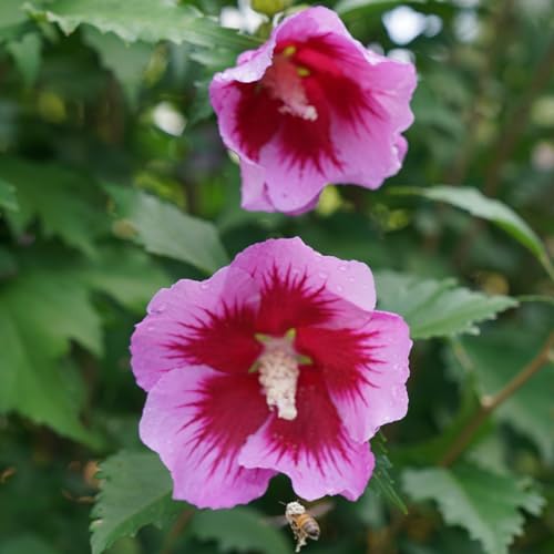 Proven Winners Purple Pillar Rose of Sharon frames a front door with color