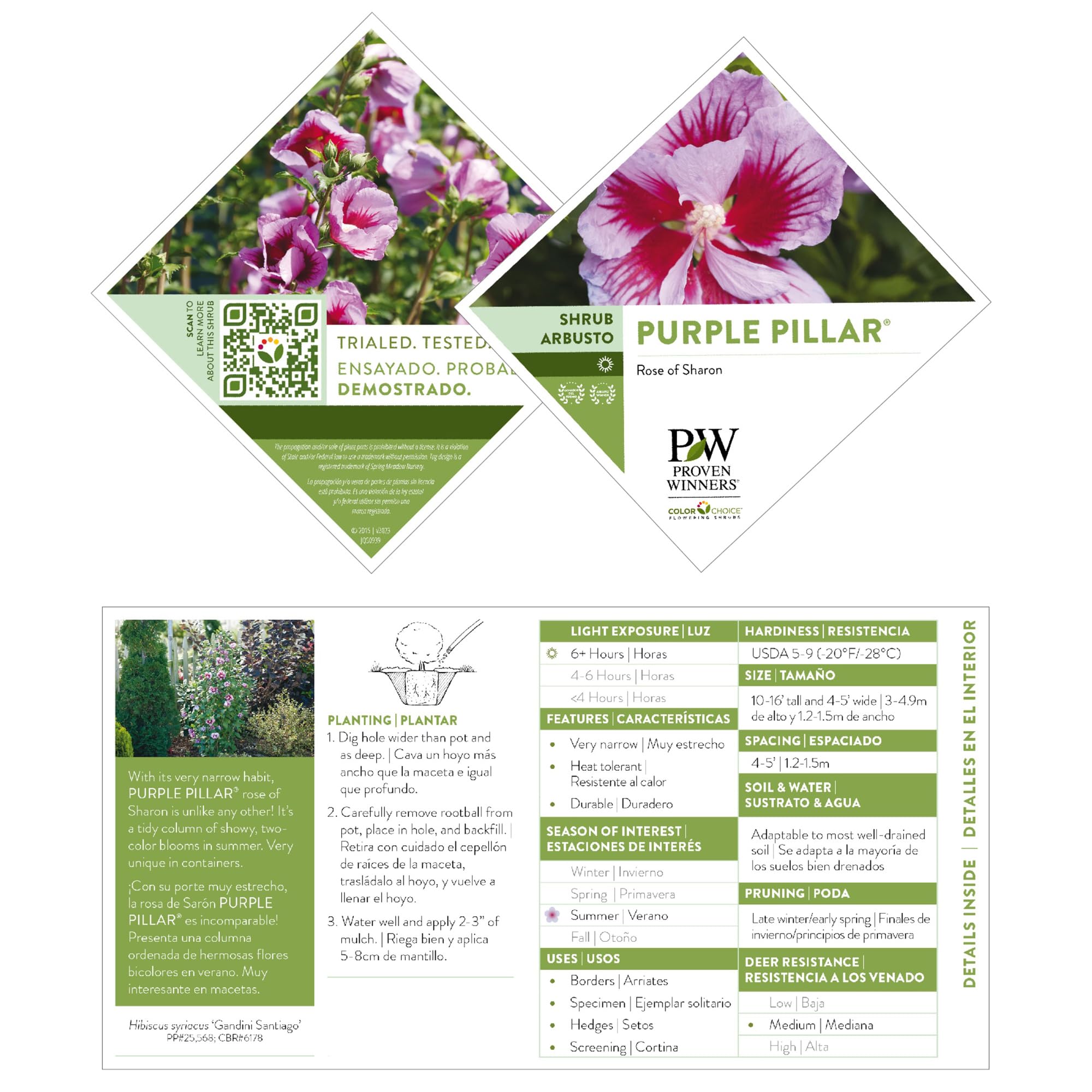 Proven Winners Purple Pillar Rose of Sharon is low maintenance