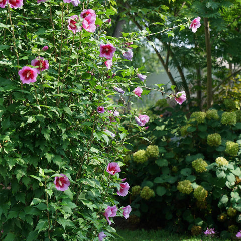 Proven Winners Purple Pillar Rose of Sharon matures as a tall, narrow accent