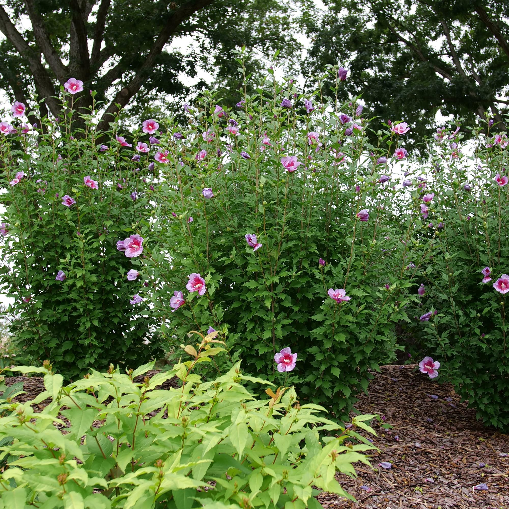 Proven Winners Purple Pillar Rose of Sharon summer blooms brighten landscapes