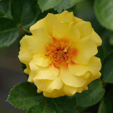 Proven Winners Rise Up Ringo dormant shipment preview for winter planting.