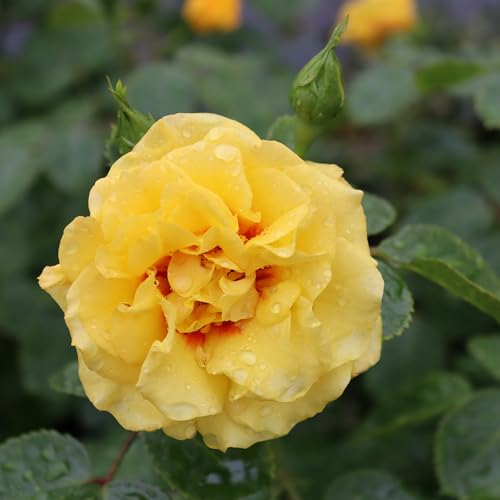 Proven Winners Rise Up Ringo healthy foliage signals vigorous growth.