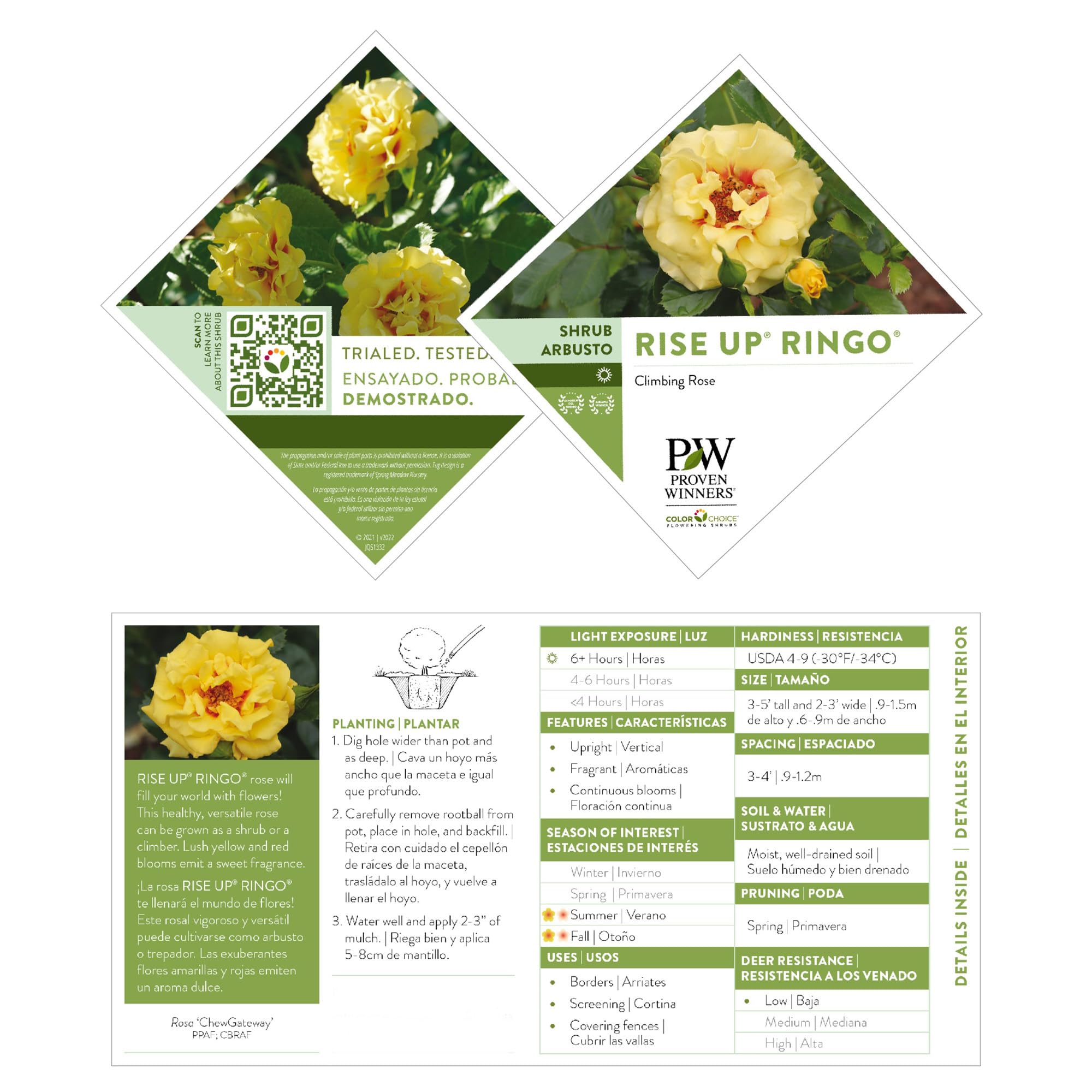 Proven Winners Rise Up Ringo landscape accent with bright color.