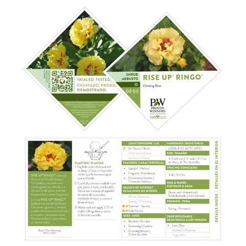Proven Winners Rise Up Ringo landscape accent with bright color.