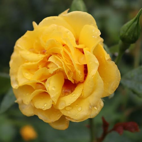 Proven Winners Rise Up Ringo red-eye bloom detail for focal point.
