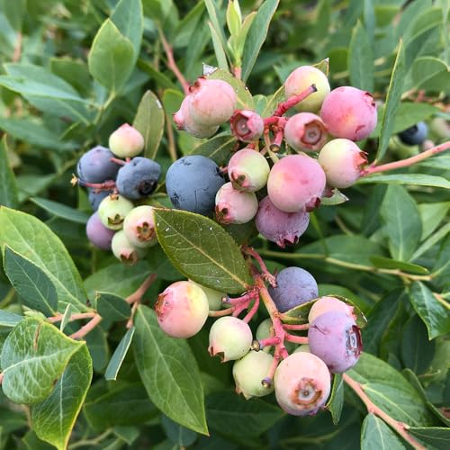 Proven Winners Splendid! Blueberry shrub blooms white bells in spring