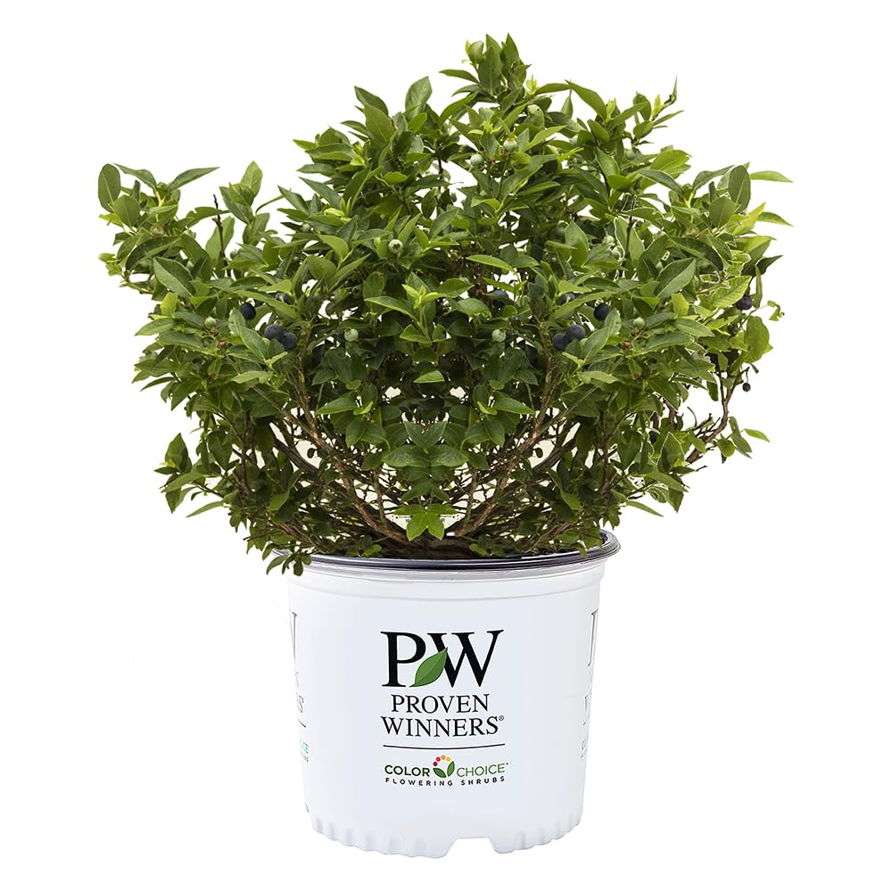 Proven Winners Splendid! Blueberry shrub buds ready for spring color
