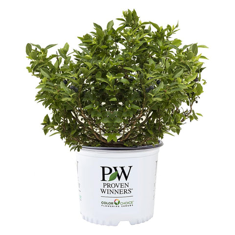 Proven Winners Splendid! Blueberry shrub buds ready for spring color