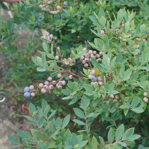 Proven Winners Splendid! Blueberry shrub with dusty blue foliage for cool tones