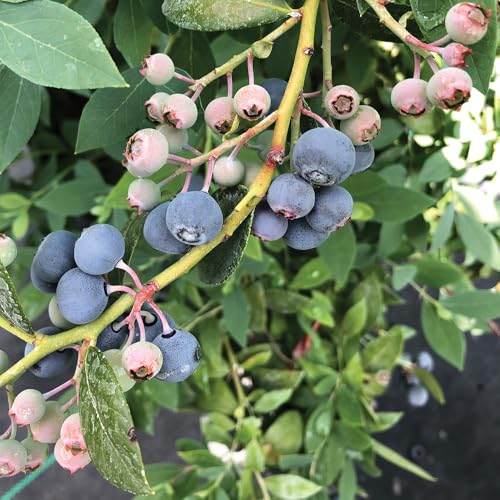 Proven Winners Splendid! Blueberry shrub produces tasty berries for snacking