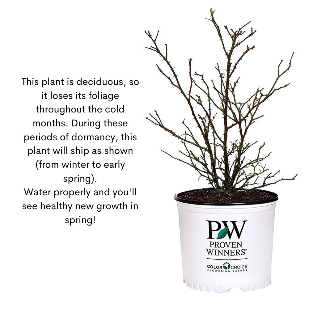 36 inch spacing for healthy growth