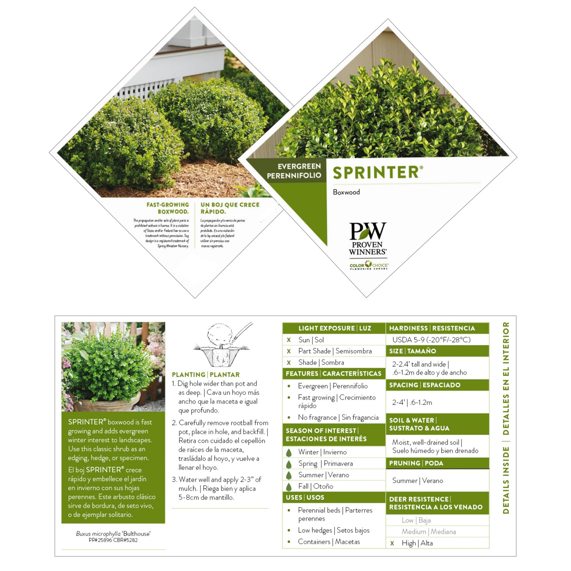 Proven Winners Sprinter Boxwood winter evergreen display year-round landscape.