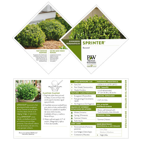 Proven Winners Sprinter Boxwood winter evergreen display year-round landscape.