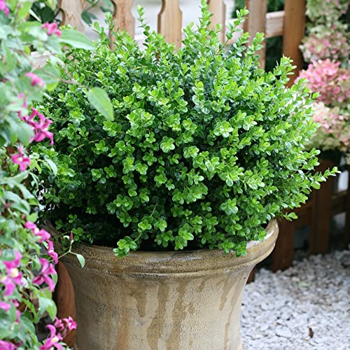 Proven Winners Sprinter Boxwood full sun to part shade versatility for placements.