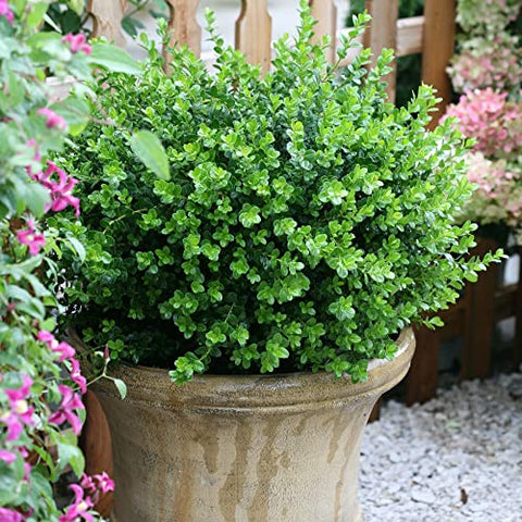 Proven Winners Sprinter Boxwood full sun to part shade versatility for placements.