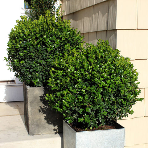 Proven Winners Sprinter Boxwood edging panel reference for formal garden borders.