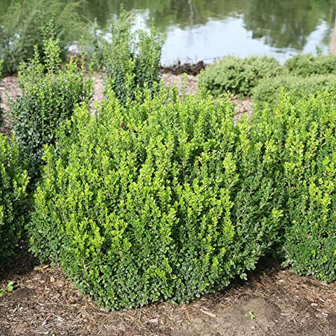 Proven Winners Sprinter Boxwood hedge form showing upright habit for borders.