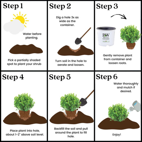 Proven Winners Sprinter Boxwood durable USDA zones 5-9 suitability.