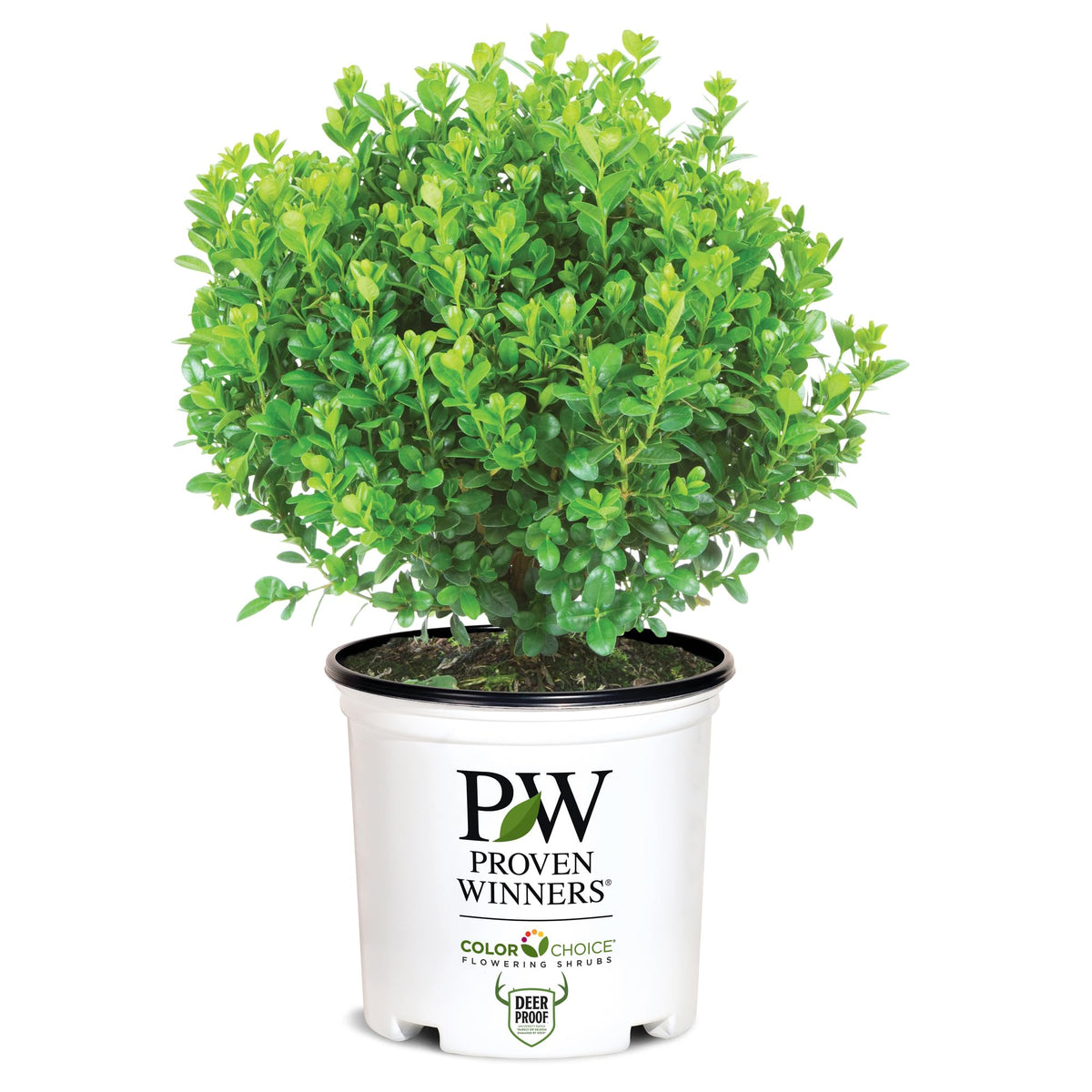 Proven Winners Sprinter Boxwood leaves close-up highlighting glossy evergreen foliage for year-round appeal.