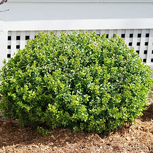 Proven Winners Sprinter Boxwood mature size for hedge planning 24–48 inches.