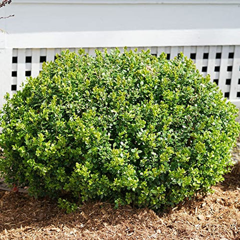 Proven Winners Sprinter Boxwood mature size for hedge planning 24–48 inches.