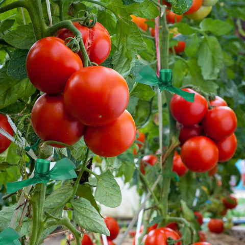 Prudiut garden tape for climbing plants enabling neat vine training.