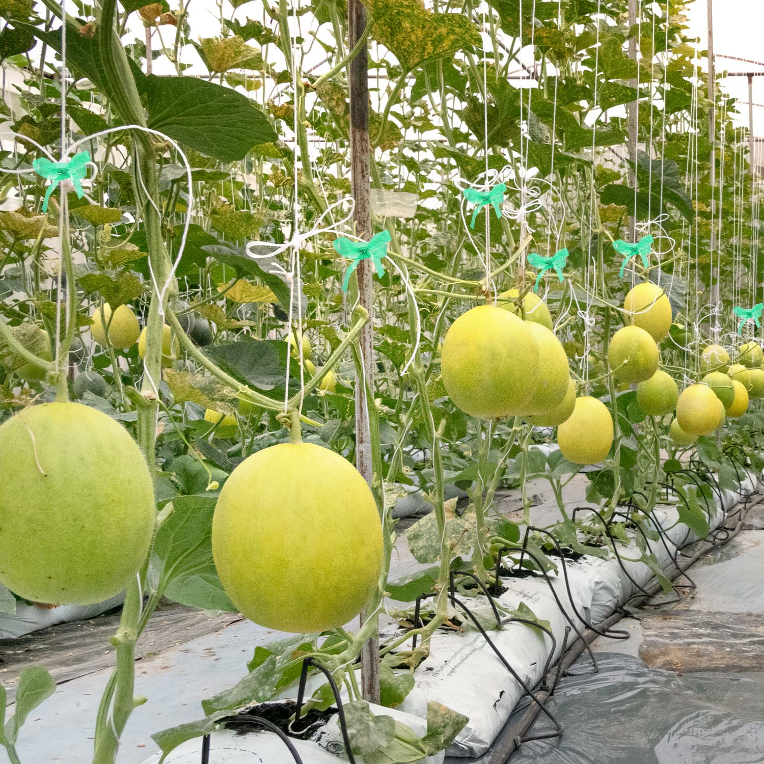 Prudiut tape assists grafting and fixed plant positions.