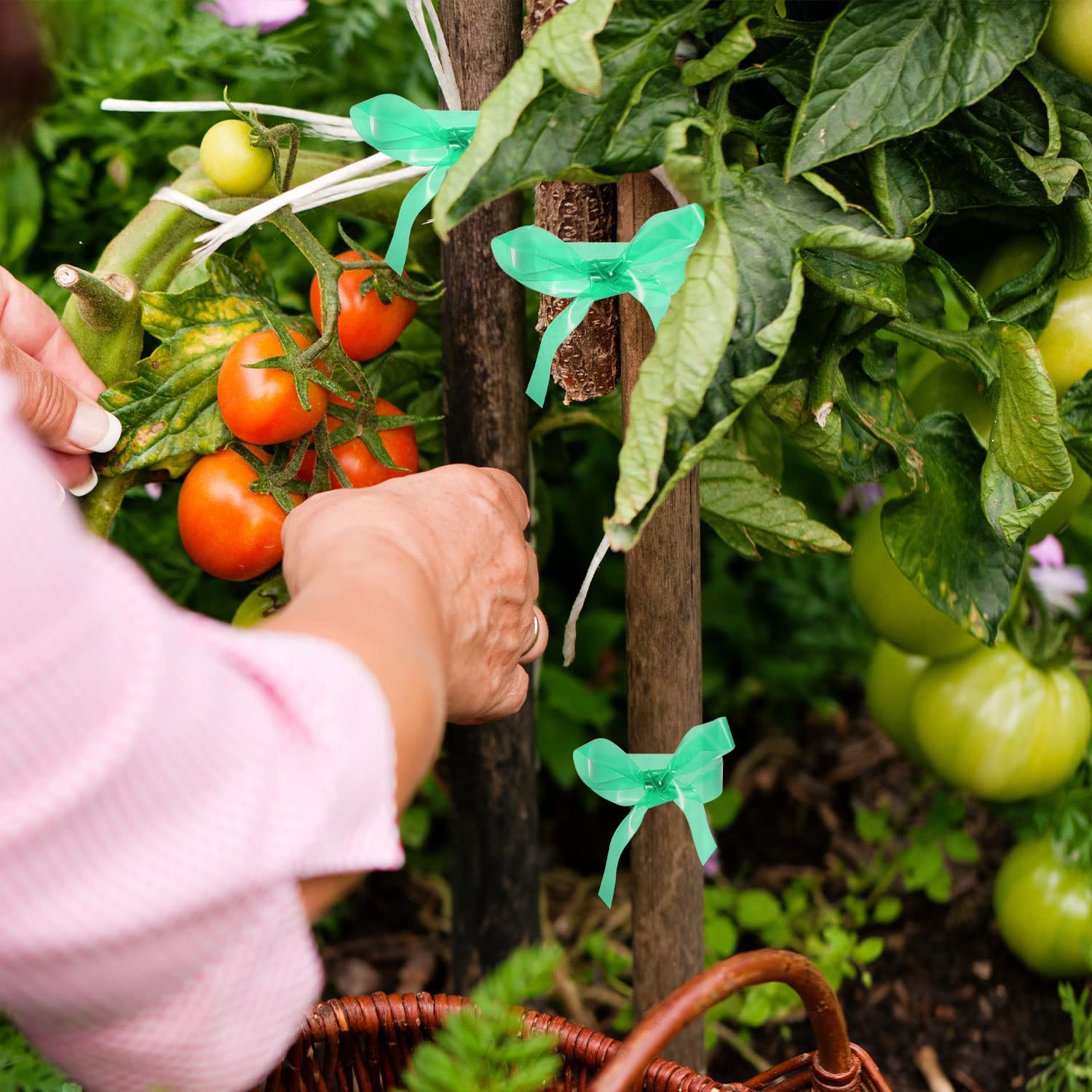 Prudiut tape supports trees and vegetables with flexible binding.