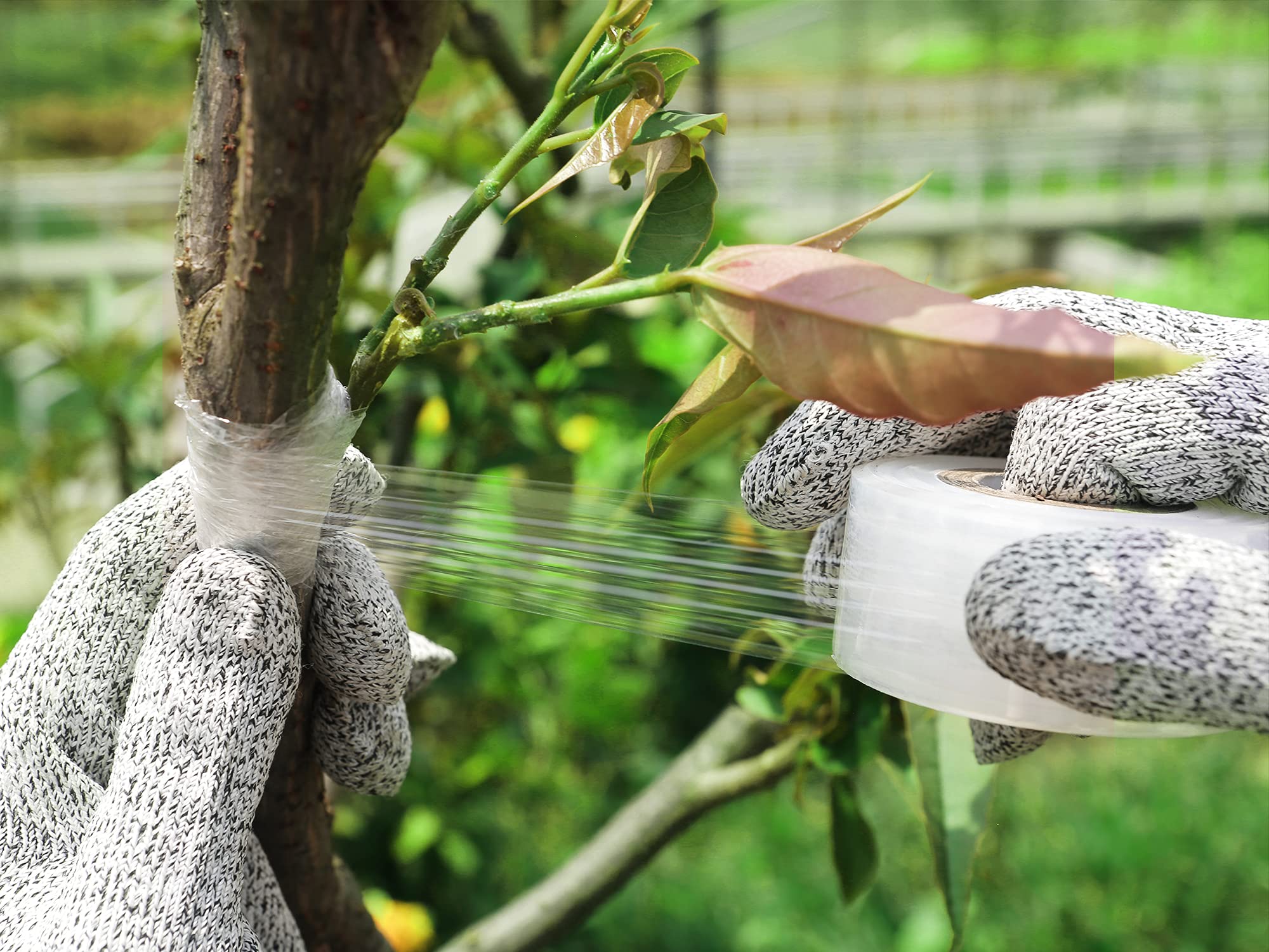 PUELDU garden tool in action for pruning and grafting