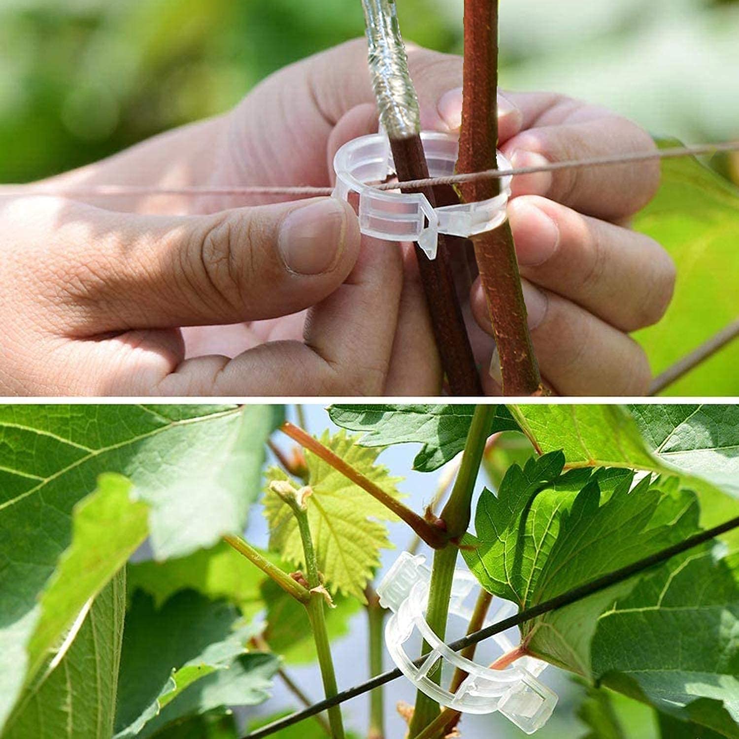 PUELDU reusable clips secure delicate vines during grafting.