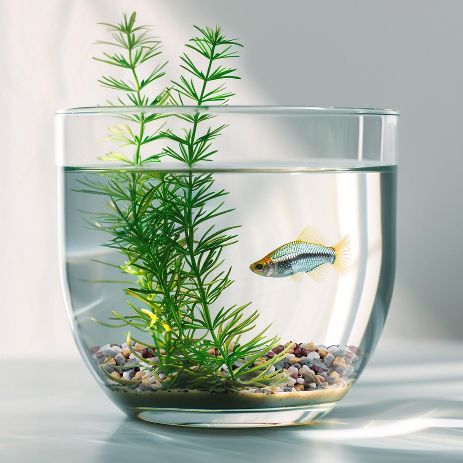 Pulovin 5-lbs pea gravel offers versatile color options for mixed-color decor.